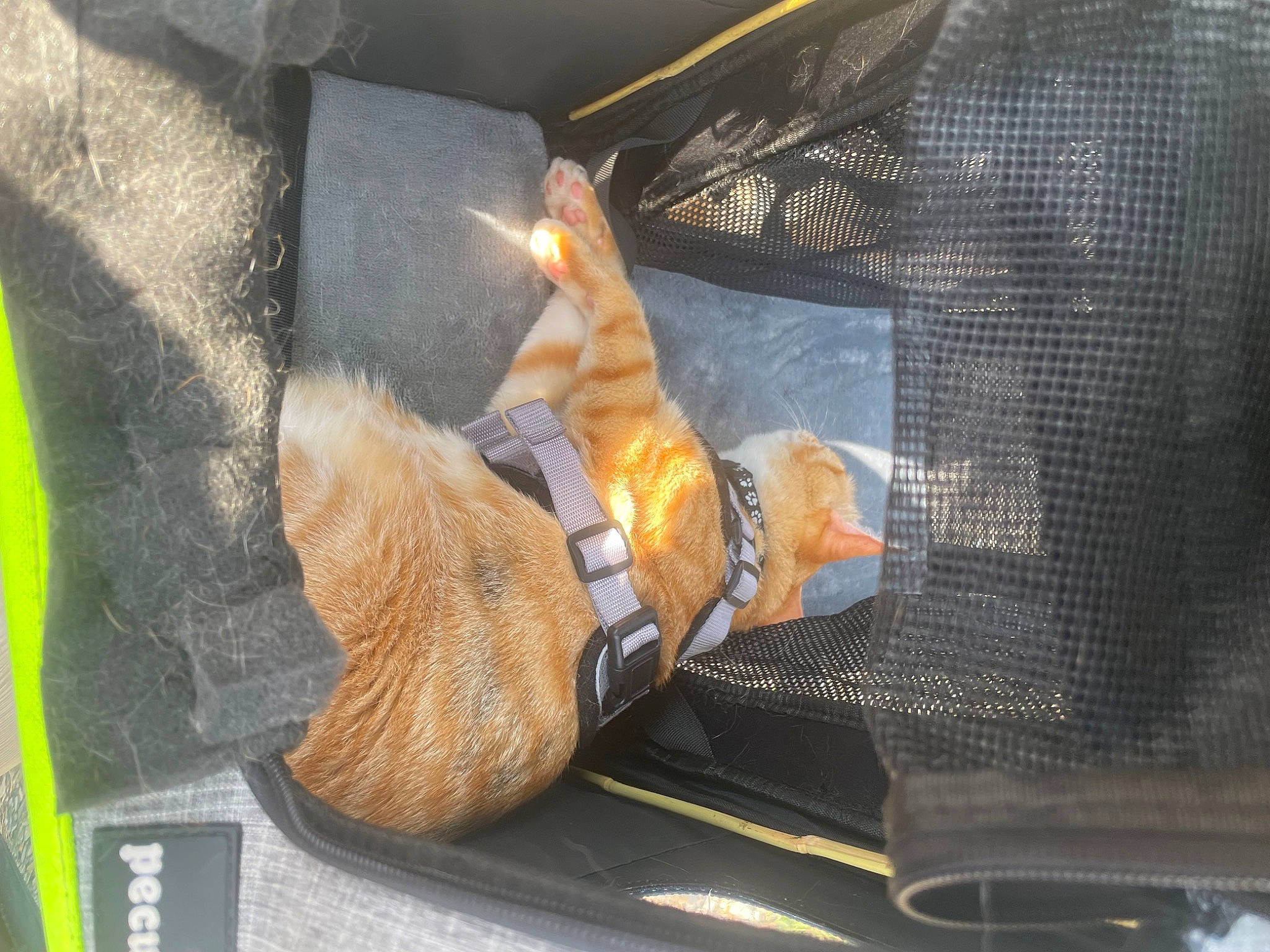 Simba a rejoint le concours — aidez-le/la à gagner de superbes lots ! auto_part, automotive_exterior, automotive_lighting, bumper, claw, comfort, felidae, foot, fur, hat, human_leg, leather, personal_protective_equipment, sporting_group, tail, thigh, vehicle_door, windshield, wood, wrist