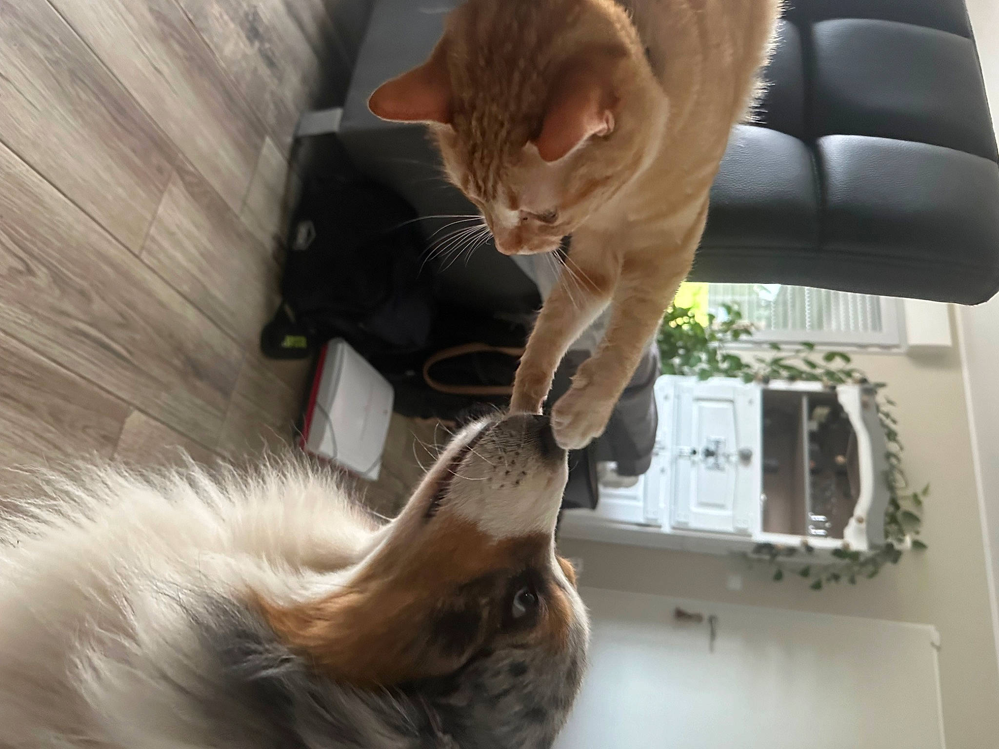 Simba participe au concours pour gagner de l'argent avec cette photo : carnivore, cat, claw, comfort, domestic_short_haired_cat, fawn, felidae, fur, gesture, mammal, plant, small_to_medium_sized_cats, snout, tail, tree, vehicle, vehicle_door, whiskers, window, wood