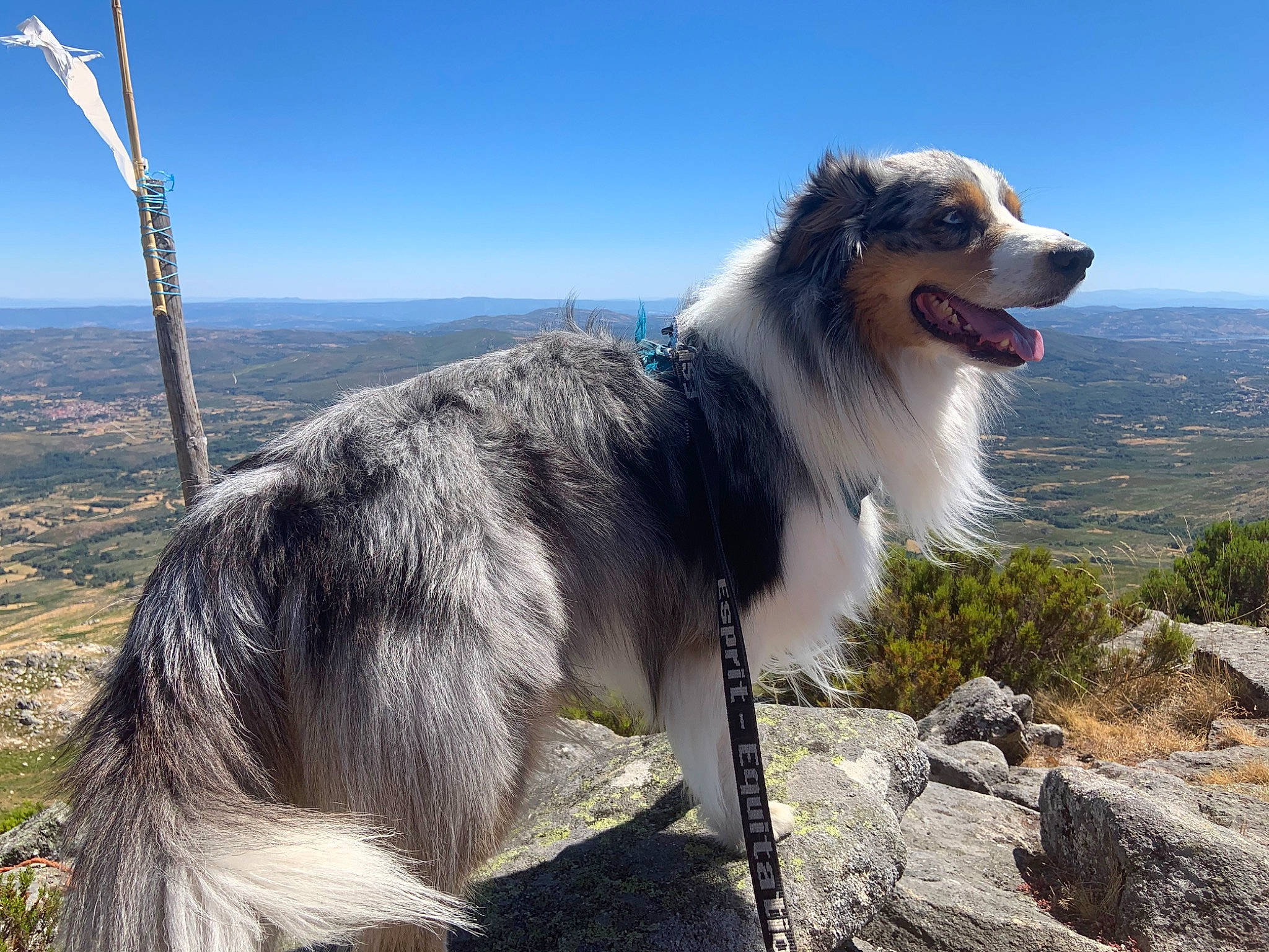 Mooky participe au concours pour gagner de l'argent avec cette photo : ancient_dog_breeds, canidae, carnivore, collar, companion_dog, dog, dog_breed, fur, happy, herding_dog, landscape, ocean, plant, sky, sporting_group, water, working_animal, working_dog
