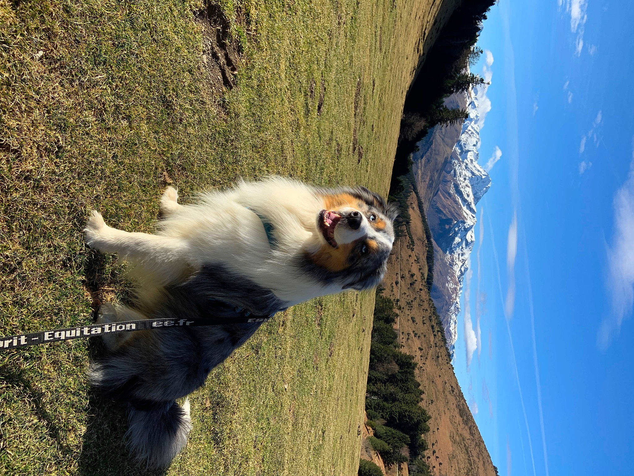 Mooky a rejoint le concours — aidez-le/la à gagner de superbes lots ! adventure, canidae, carnivore, cloud, companion_dog, dog, dog_breed, fawn, fur, grass, landscape, mountain, rock, sky, snout, sporting_group, tail, tree, trunk, wood