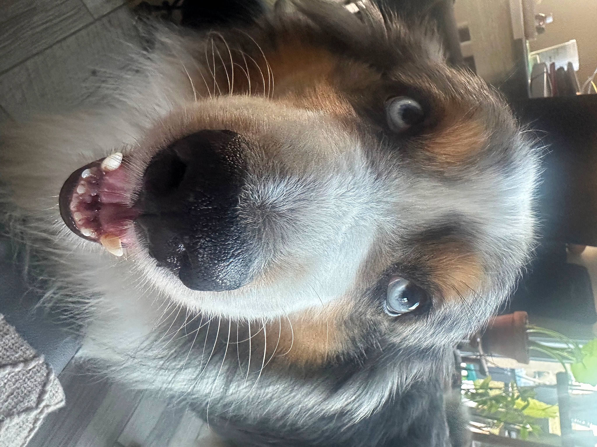 Mooky a rejoint le concours — aidez-le/la à gagner de superbes lots ! canidae, carnivore, close_up, companion_dog, dog, dog_breed, ear, eyelash, fawn, fur, jaw, nose, paw, plant, snout, sporting_group, whiskers, working_animal