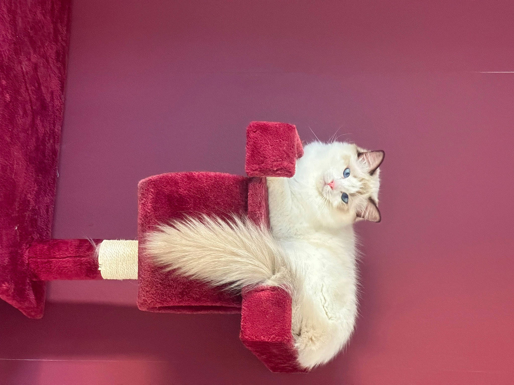 Tetris a rejoint le concours — aidez-le/la à gagner de superbes lots ! canidae, carmine, carnivore, cat, companion_dog, domestic_short_haired_cat, fashion_accessory, fawn, felidae, fur, magenta, paw, petal, plant, small_to_medium_sized_cats, stuffed_toy, tail, teddy_bear, toy, whiskers