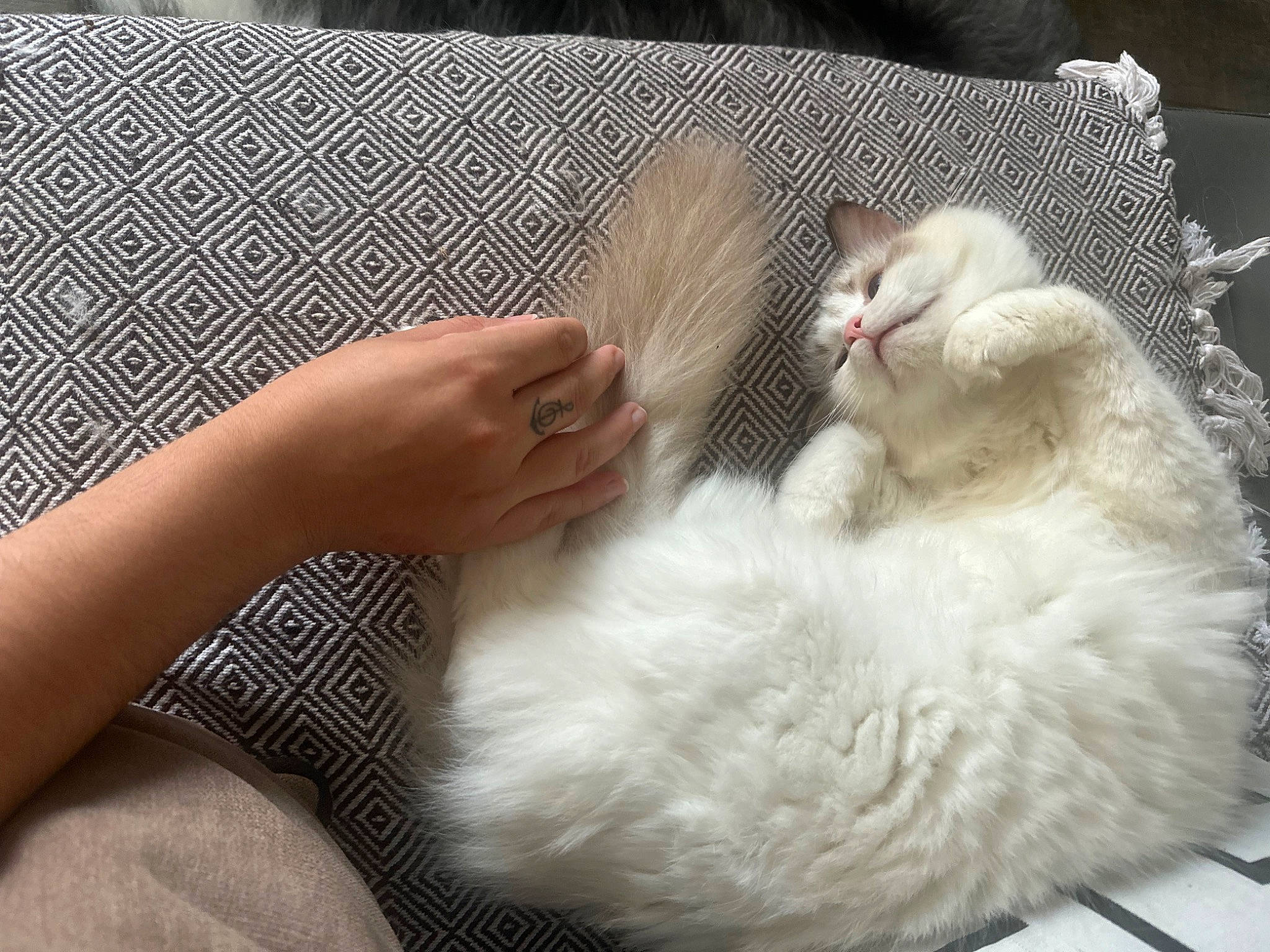 Tetris participe au concours pour gagner de l'argent avec cette photo : carnivore, cat, claw, comfort, domestic_short_haired_cat, felidae, foot, fur, linens, nail, nap, pattern, paw, small_to_medium_sized_cats, textile, whiskers