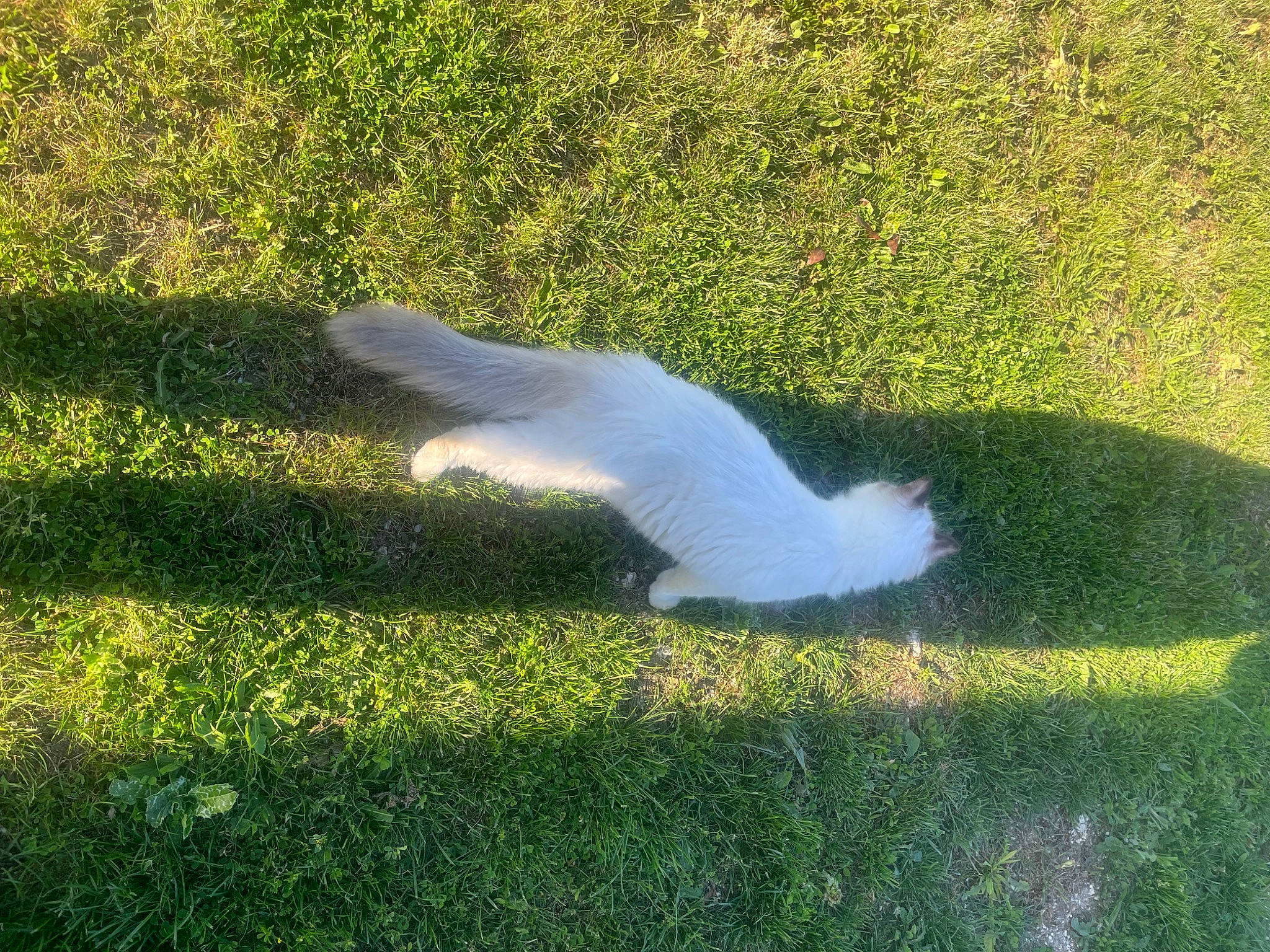 Tetris participe au concours pour gagner de l'argent avec cette photo : foot, gesture, grass, grass_family, grassland, groundcover, landscape, pasture, people_in_nature, plant, shadow, shrub, tail, tree