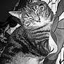 Chanel a rejoint le concours — aidez-le/la à gagner de superbes lots ! cat, tabby, sleeping, animal, pet, feline, whiskers, fur, cozy, blanket, pattern, closeup, indoor, resting, cute, peaceful, face, ears, comfort, monochrome