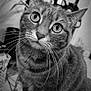 Chanel participe au concours pour gagner de l'argent avec cette photo : cat, tabby, whiskers, indoor, close_up, pet, animal, feline, curious, sitting, black_and_white, blurred_background, plant, furniture, portrait, eyes, fur, cute, mammal, domestic