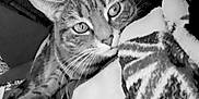 Chanel participe au concours pour gagner de l'argent avec cette photo : cat, tabby_cat, blanket, couch, indoor, pet, whiskers, fur, animal, cozy, curious, closeup, resting, comfort, feline, household, pattern, soft, relaxed, companion