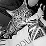 cat, tabby_cat, blanket, couch, indoor, pet, whiskers, fur, animal, cozy, curious, closeup, resting, comfort, feline, household, pattern, soft, relaxed, companion