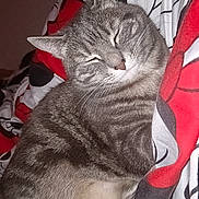 Chanel a rejoint le concours — aidez-le/la à gagner de superbes lots ! cat, tabby, sleeping, cozy, blanket, indoor, resting, feline, pet, fur, whiskers, cute, animal, comfort, closeup, pattern, red, black, white, relaxed