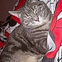 cat, tabby, sleeping, cozy, blanket, indoor, resting, feline, pet, fur, whiskers, cute, animal, comfort, closeup, pattern, red, black, white, relaxed