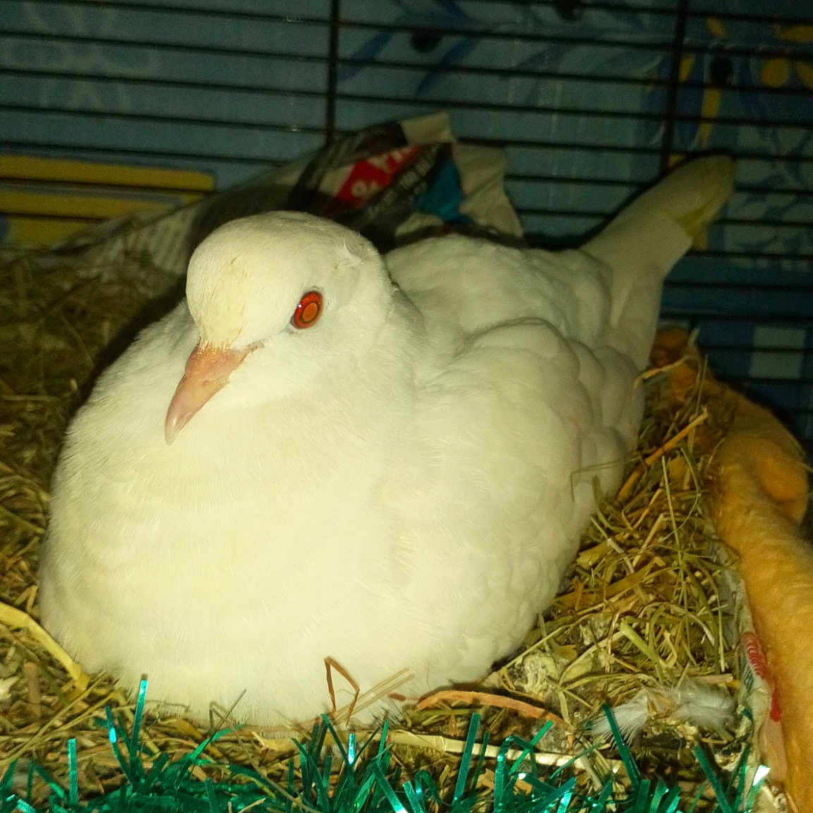 Blanchette a rejoint le concours — aidez-le/la à gagner de superbes lots ! beak, bird, chicken, duck, ducks_geese_and_swans, fauna, pigeons_and_doves, water_bird