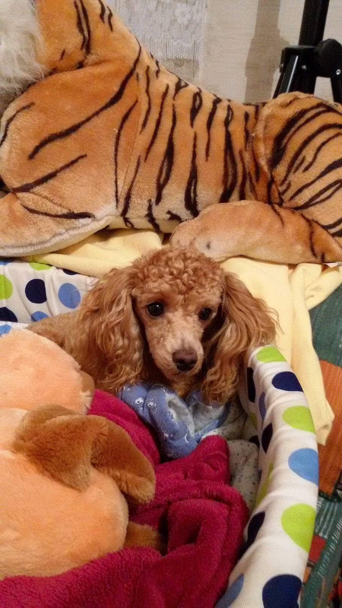 Chips a rejoint le concours — aidez-le/la à gagner de superbes lots ! bengal_tiger, canidae, carnivore, comfort, companion_dog, dog, dog_breed, dog_supply, fawn, felidae, fur, liver, mammal, poodle, snout, spaniel, sporting_group, terrestrial_animal, tiger, working_animal