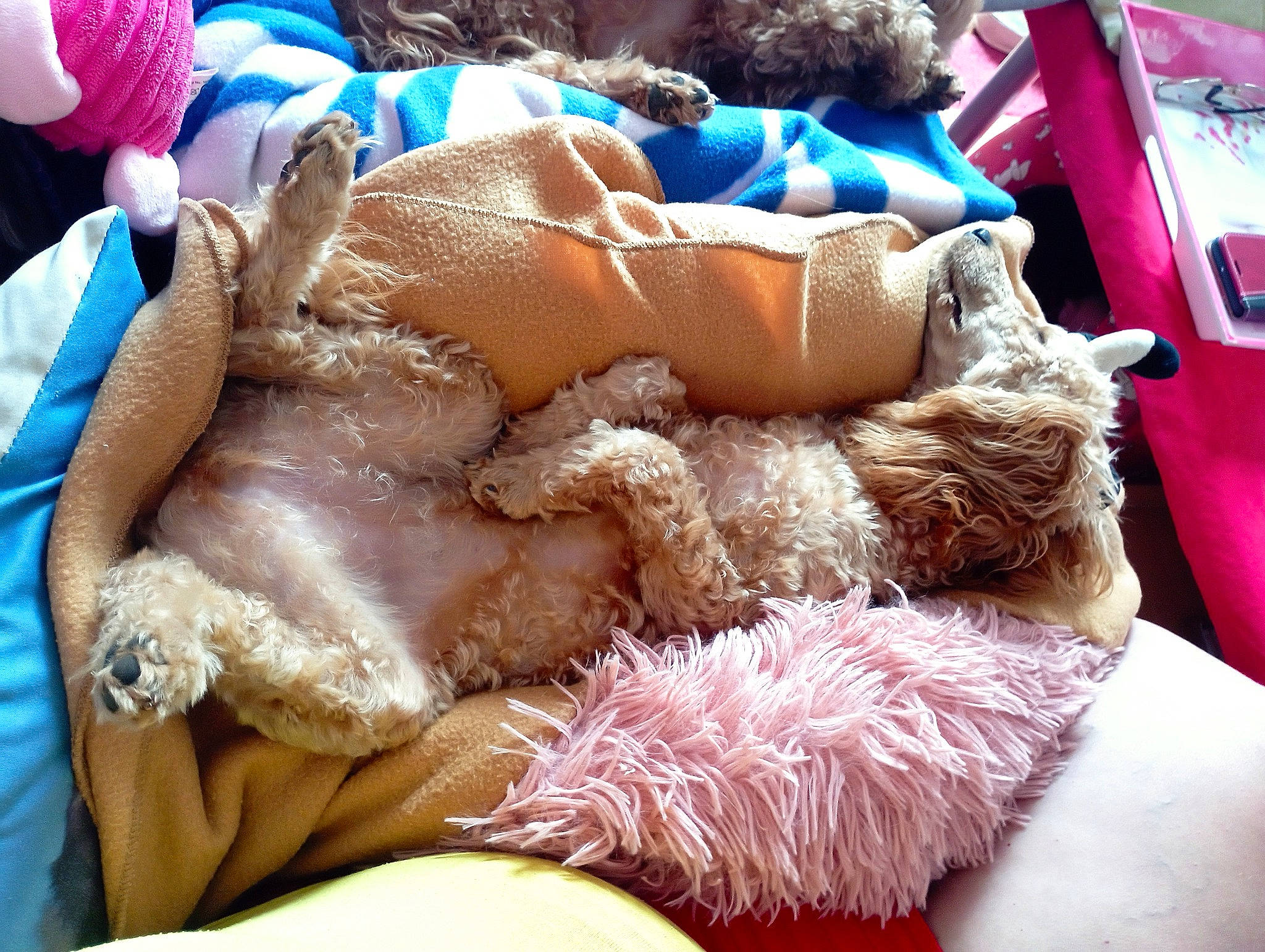 Frimousse a rejoint le concours — aidez-le/la à gagner de superbes lots ! canidae, carnivore, comfort, companion_dog, dog, dog_breed, fawn, fur, hat, human_leg, lap, linens, nap, room, sporting_group, stuffed_toy, textile, thigh, toy, wool