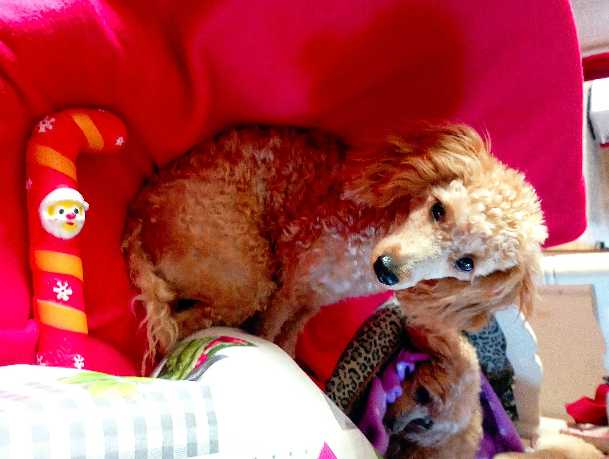 Frimousse a rejoint le concours — aidez-le/la à gagner de superbes lots ! airedale_terrier, canidae, carnivore, collar, companion_dog, dog, dog_breed, dog_clothes, dog_supply, fawn, fur, poodle, snout, sporting_group, standard_poodle, stuffed_toy, terrier, toy, toy_dog, water_dog