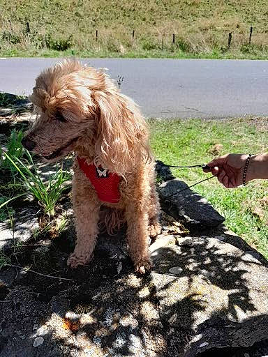 Choupette a rejoint le concours — aidez-le/la à gagner de superbes lots ! canidae, carnivore, companion_dog, dog, dog_breed, fawn, grass, gun_dog, liver, plant, poodle, snout, soil, spaniel, sporting_group, tail, terrier, walking, water_dog, working_animal