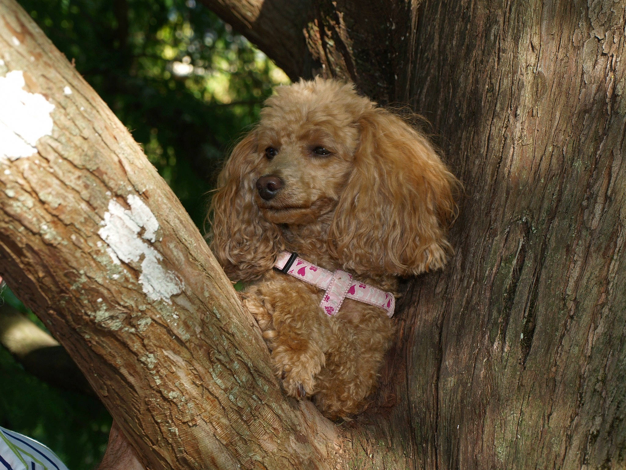 Choupette participe au concours pour gagner de l'argent avec cette photo : canidae, carnivore, companion_dog, dog, dog_breed, fawn, forest, fur, grass, liver, poodle, poodle_crossbreed, snout, spaniel, sporting_group, toy_dog, tree, trunk, water_dog, wood