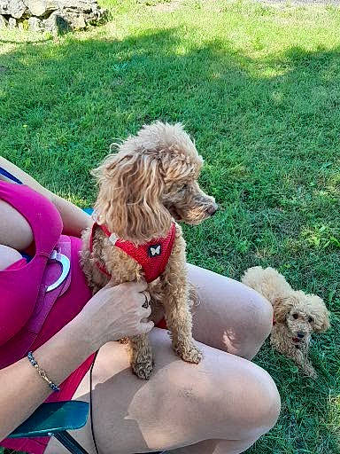 Choupette participe au concours pour gagner de l'argent avec cette photo : canidae, carnivore, companion_dog, dog, dog_breed, dog_collar, dog_supply, grass, labradoodle, leisure, maltepoo, pet_supply, poodle, poodle_crossbreed, sporting_group, sunglasses, terrier, toy_dog, water_dog, working_animal