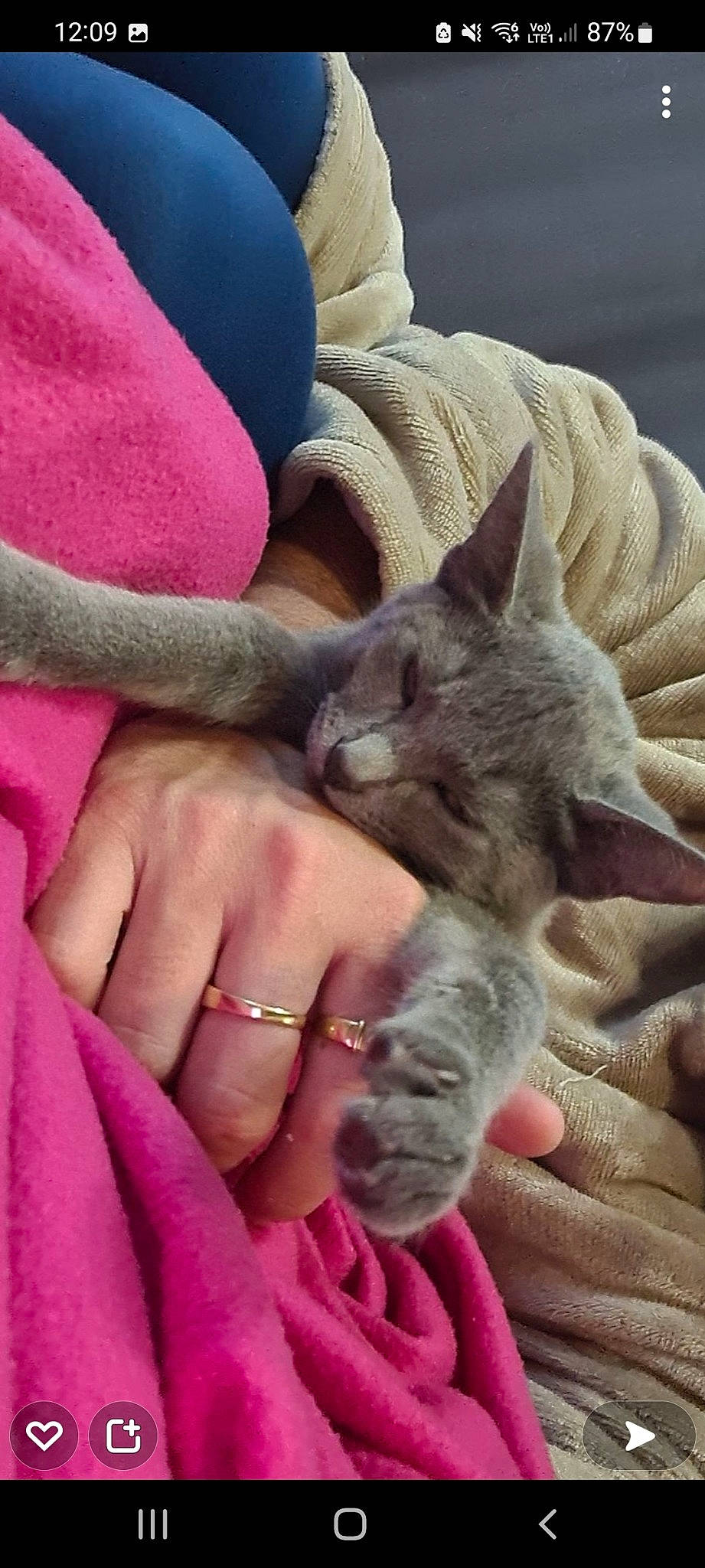 Shanel participe au concours pour gagner de l'argent avec cette photo : carnivore, cat, comfort, dog_breed, ear, fawn, felidae, finger, fur, gesture, hand, human_leg, magenta, nail, paw, small_to_medium_sized_cats, thumb, whiskers, wrinkle, wrist