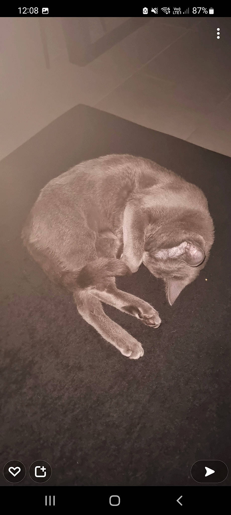 Shanel participe au concours pour gagner de l'argent avec cette photo : art, bone, carnivore, cat, dog_breed, fawn, felidae, foot, gesture, jaw, paw, sculpture, skeleton, skull, small_to_medium_sized_cats, snout, sporting_group, suidae, tail, whiskers