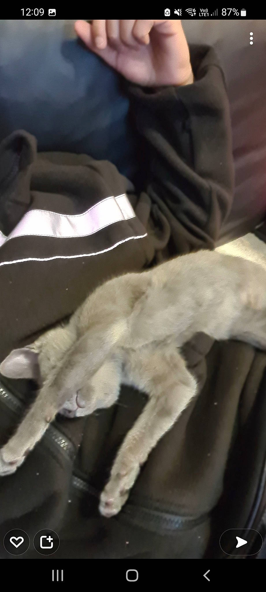 Shanel a rejoint le concours — aidez-le/la à gagner de superbes lots ! canidae, carnivore, claw, comfort, companion_dog, dog_breed, felidae, fur, human_leg, linens, paw, small_to_medium_sized_cats, sporting_group, tail, terrestrial_animal, whiskers, working_animal