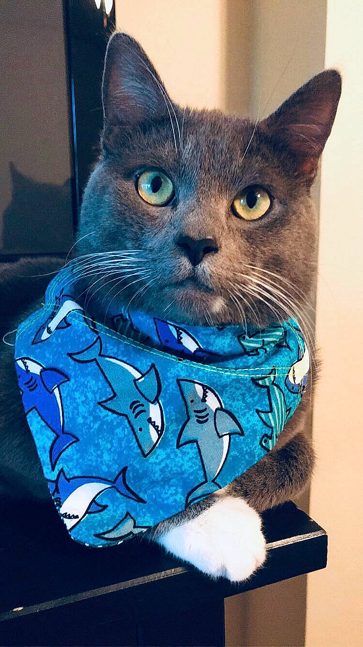 Castiel joined the competition — help win amazing prizes! black_cat, carnivore, cat, cat_supply, domestic_short_haired_cat, electric_blue, fashion_accessory, felidae, fur, russian_blue, small_to_medium_sized_cats, snout, whiskers