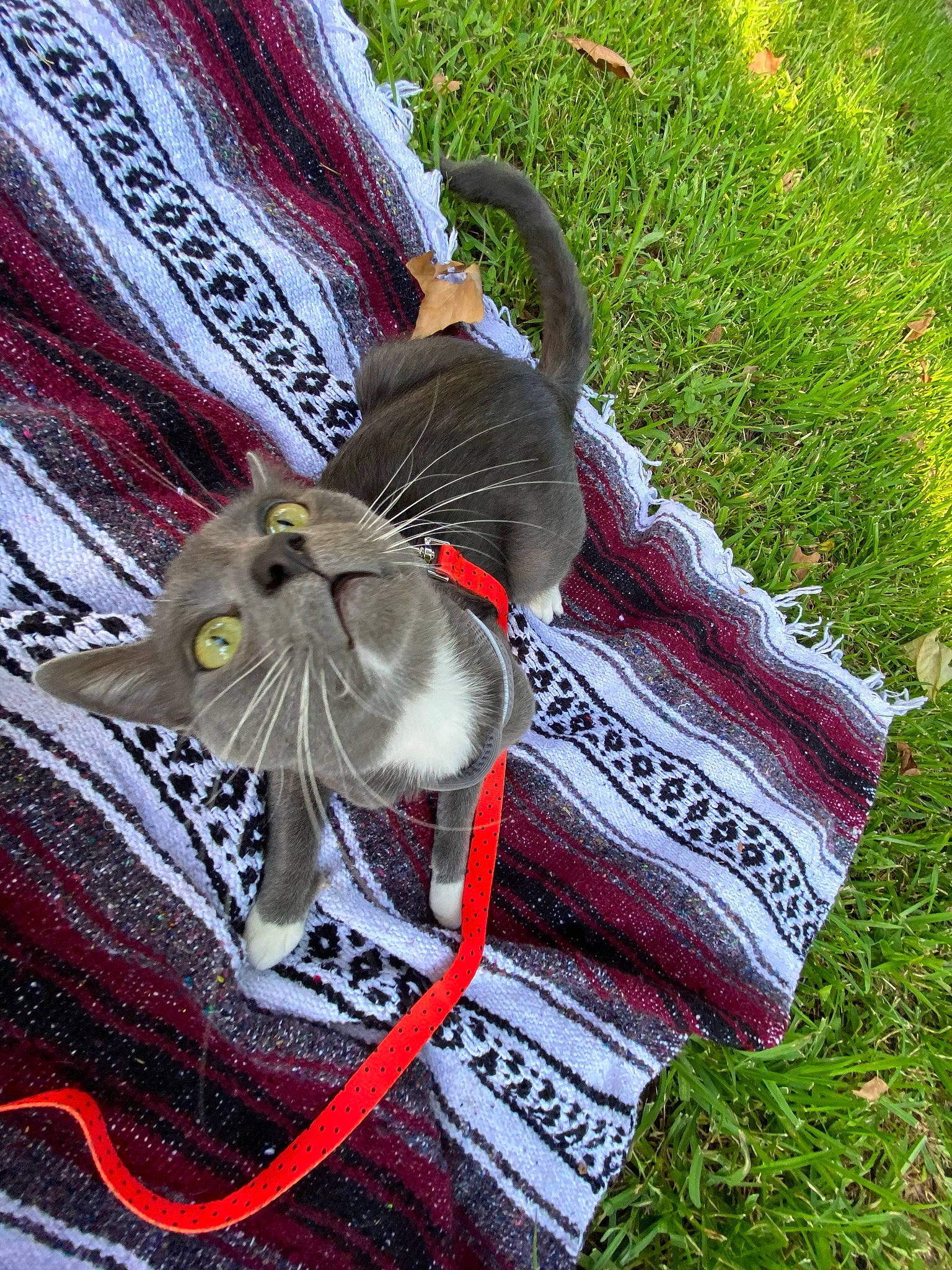 Castiel is registered to the contest to win money with this photo: bag, carmine, cat, fashion_accessory, felidae, grass, headgear, helmet, magenta, outerwear, pattern, personal_protective_equipment, plant, red, tartan, textile, thread, wool, woolen, woven_fabric