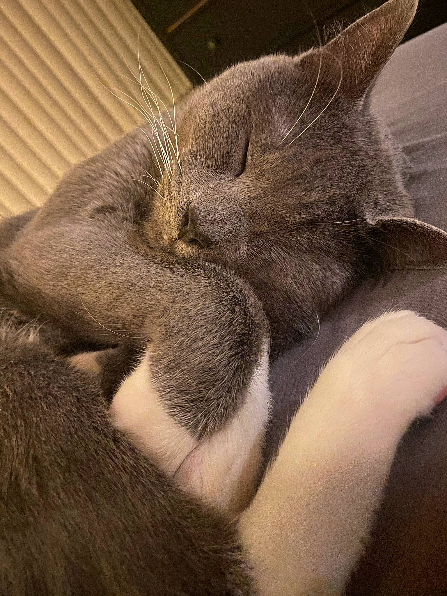 Castiel is registered to the contest to win money with this photo: carnivore, cat, claw, close_up, comfort, domestic_short_haired_cat, ear, fawn, felidae, fur, grey, nap, paw, sleep, small_to_medium_sized_cats, snout, tail, terrestrial_animal, whiskers