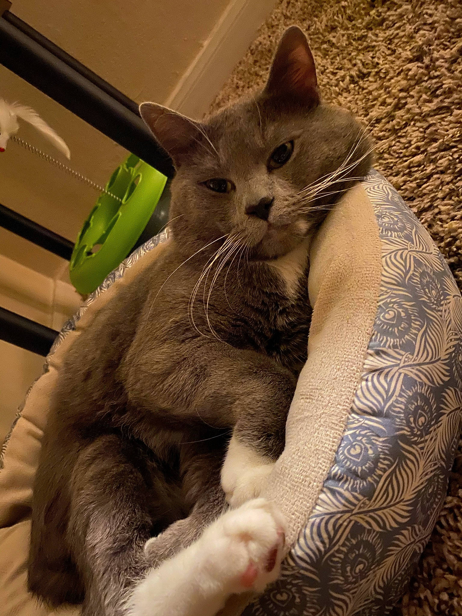 Castiel is registered to the contest to win money with this photo: carnivore, cat, claw, comfort, domestic_short_haired_cat, fawn, felidae, fur, gesture, pattern, paw, photo_caption, sitting, small_to_medium_sized_cats, snout, tail, thai, whiskers