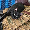 black_cat, cat, green_eyes, cushion, patterned_fabric, blue_blanket, leather_chair, indoor, pet, resting, relaxed, feline, whiskers, close_up, cozy, home, animal, sleepy, soft_texture, domestic_cat