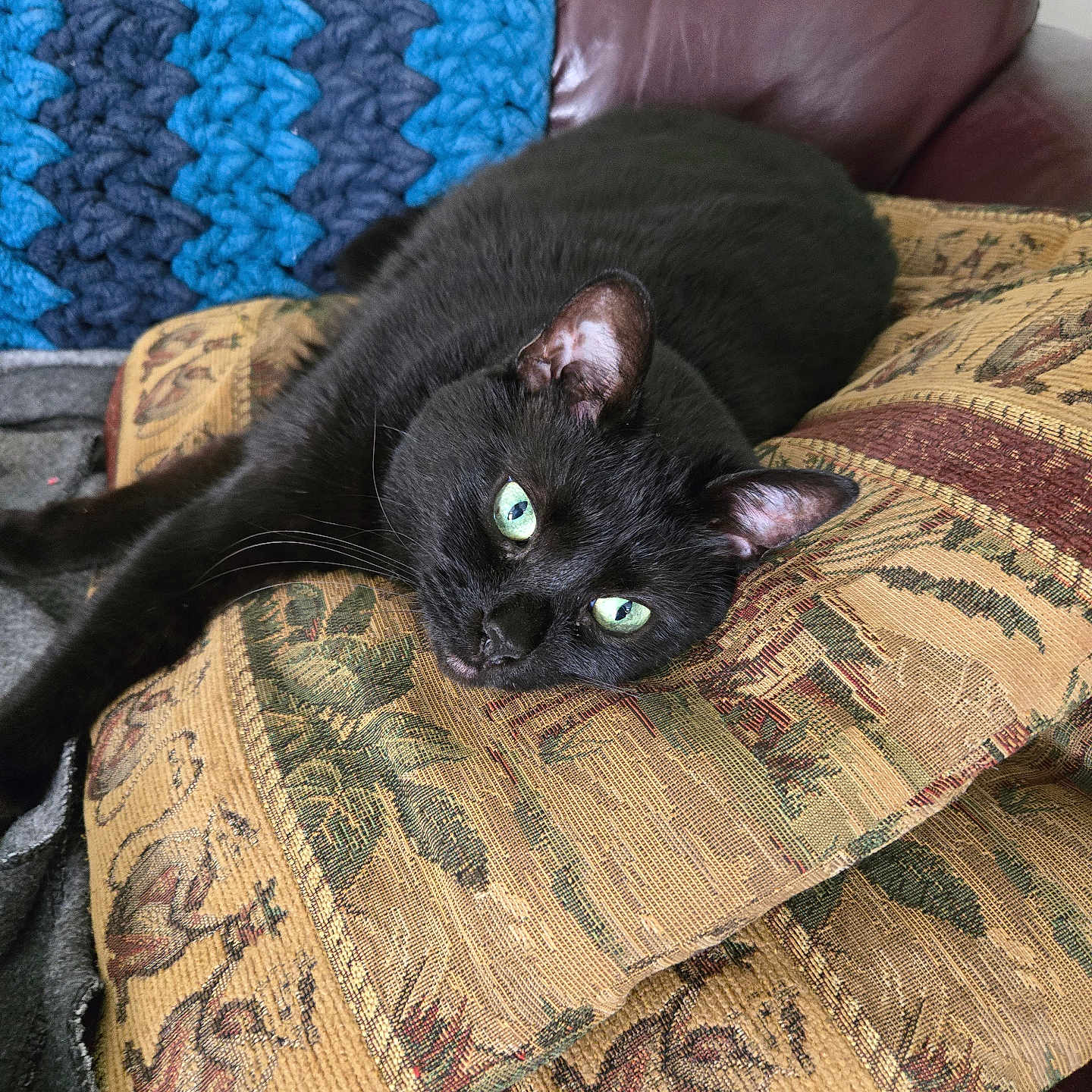 Mouschka is registered to the contest to win money with this photo: black_cat, cat, green_eyes, cushion, patterned_fabric, blue_blanket, leather_chair, indoor, pet, resting, relaxed, feline, whiskers, close_up, cozy, home, animal, sleepy, soft_texture, domestic_cat