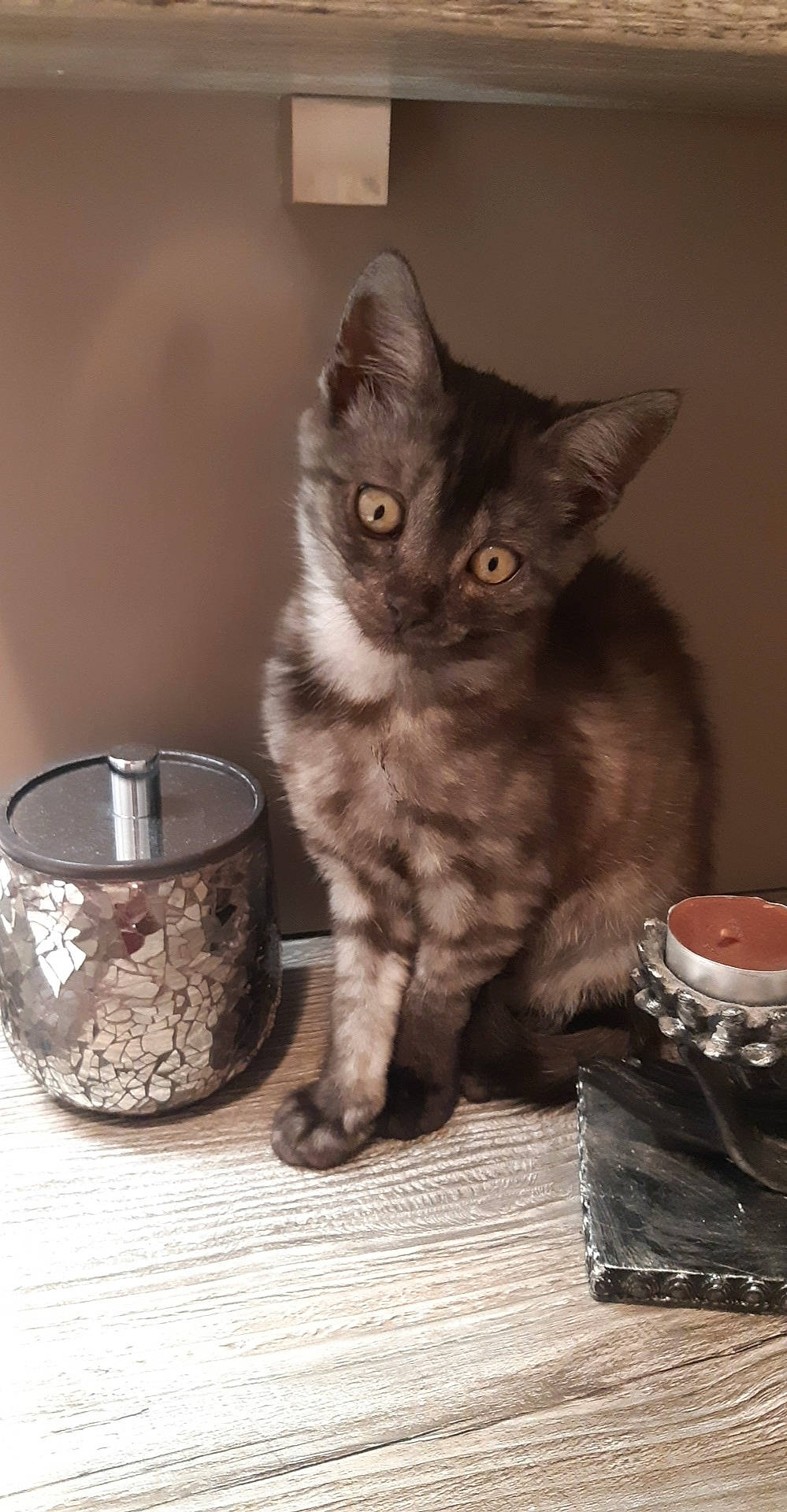 Cally a rejoint le concours — aidez-le/la à gagner de superbes lots ! american_shorthair, asian, british_longhair, british_semi_longhair, carnivore, cat, chartreux, domestic_short_haired_cat, european_shorthair, fawn, felidae, german_rex, kitten, korat, maine_coon, mammal, nebelung, small_to_medium_sized_cats, vertebrate, whiskers