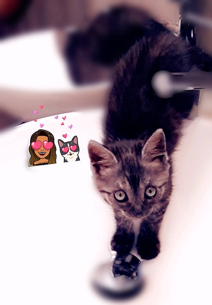 Cally a rejoint le concours — aidez-le/la à gagner de superbes lots ! american_shorthair, asian, black_cat, carnivore, cat, claw, domestic_short_haired_cat, ear, european_shorthair, eye, felidae, fur, games, kitten, nose, paw, photo_caption, small_to_medium_sized_cats, tail, whiskers