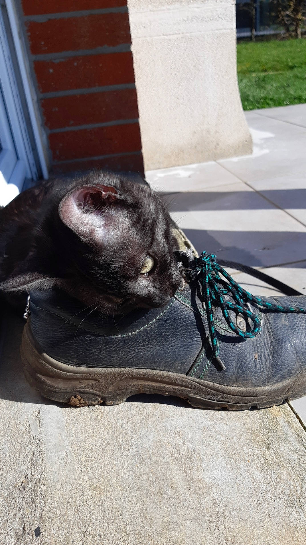 Cally participe au concours pour gagner de l'argent avec cette photo : black_cat, carnivore, cat, felidae, shoe, small_to_medium_sized_cats, whiskers