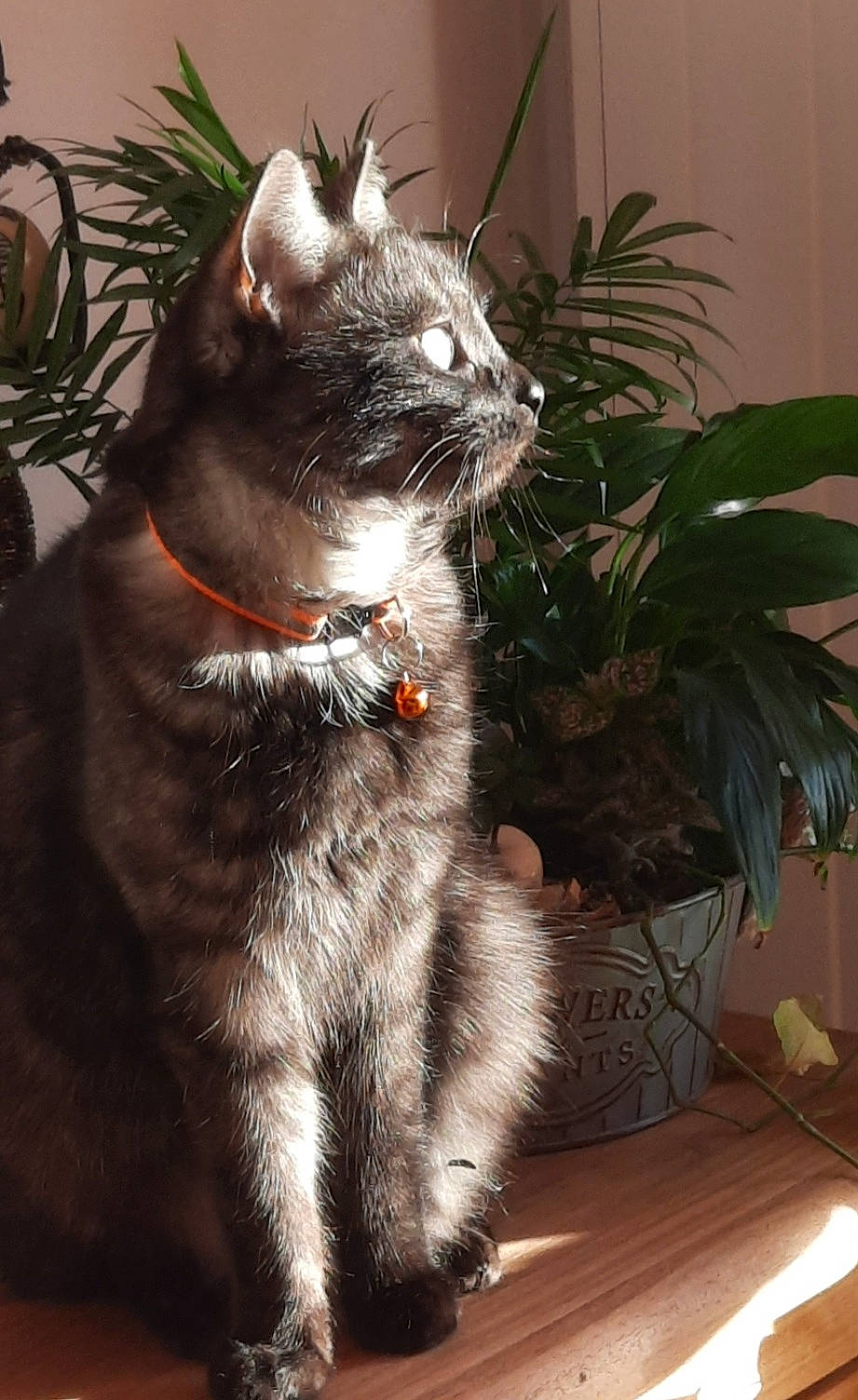 Cally a rejoint le concours — aidez-le/la à gagner de superbes lots ! carnivore, cat, collar, domestic_short_haired_cat, door, eye, felidae, flooring, flowerpot, fur, grass, holiday, houseplant, plant, sitting, small_to_medium_sized_cats, snout, tail, whiskers, window