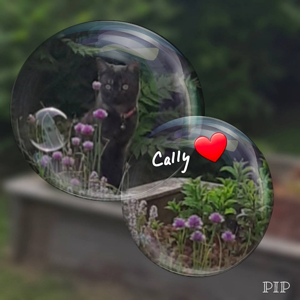 Cally participe au concours pour gagner de l'argent avec cette photo : ball, fashion_accessory, flower, glass, grass, liquid_bubble, plant, purple, sphere, violet_family, yard_globe