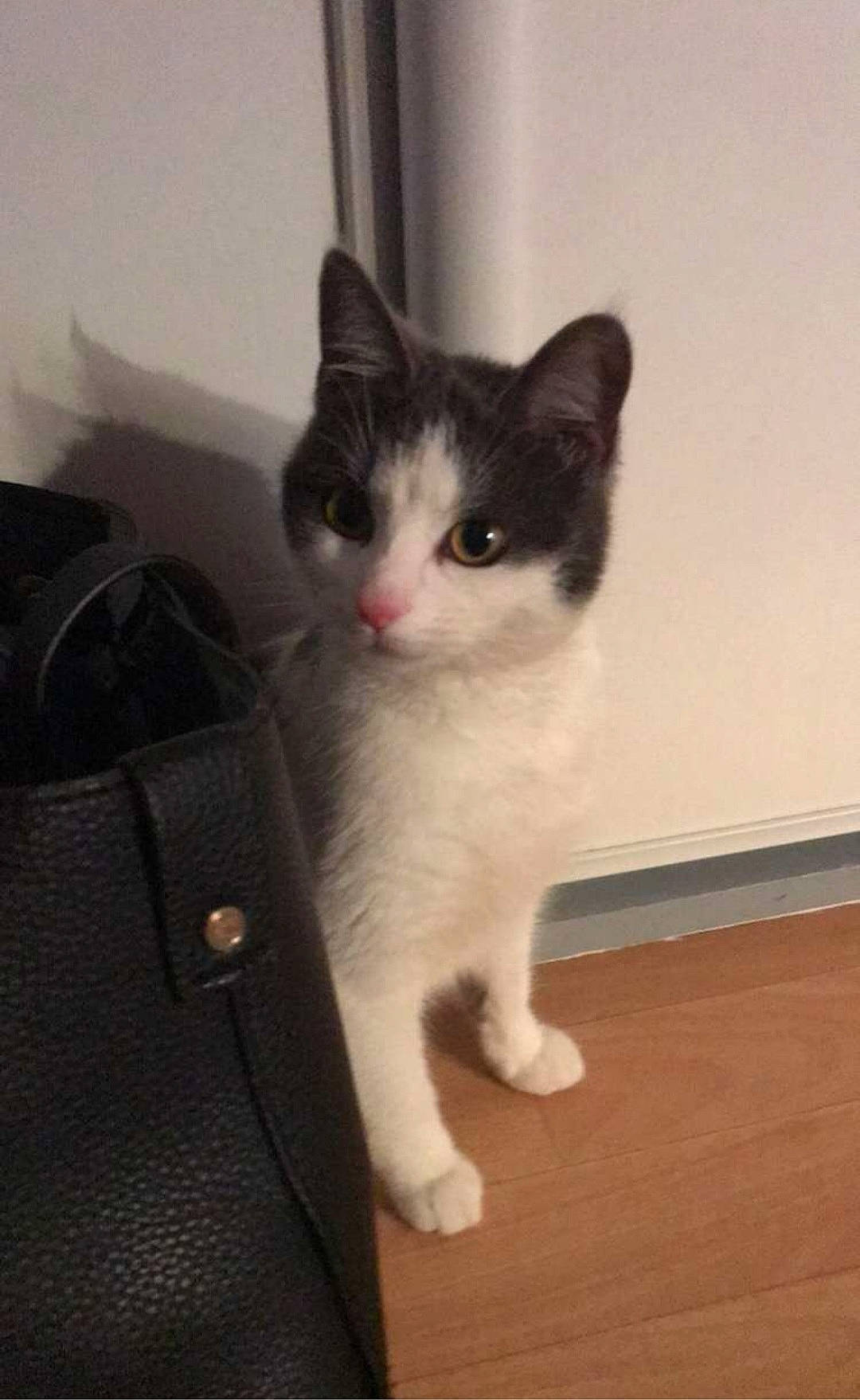 Plumeplume participe au concours pour gagner de l'argent avec cette photo : box, carnivore, cat, domestic_short_haired_cat, eye, felidae, flooring, fur, grey, hardwood, human_body, iris, luggage_and_bags, paw, small_to_medium_sized_cats, snout, tail, whiskers, wood, wood_flooring