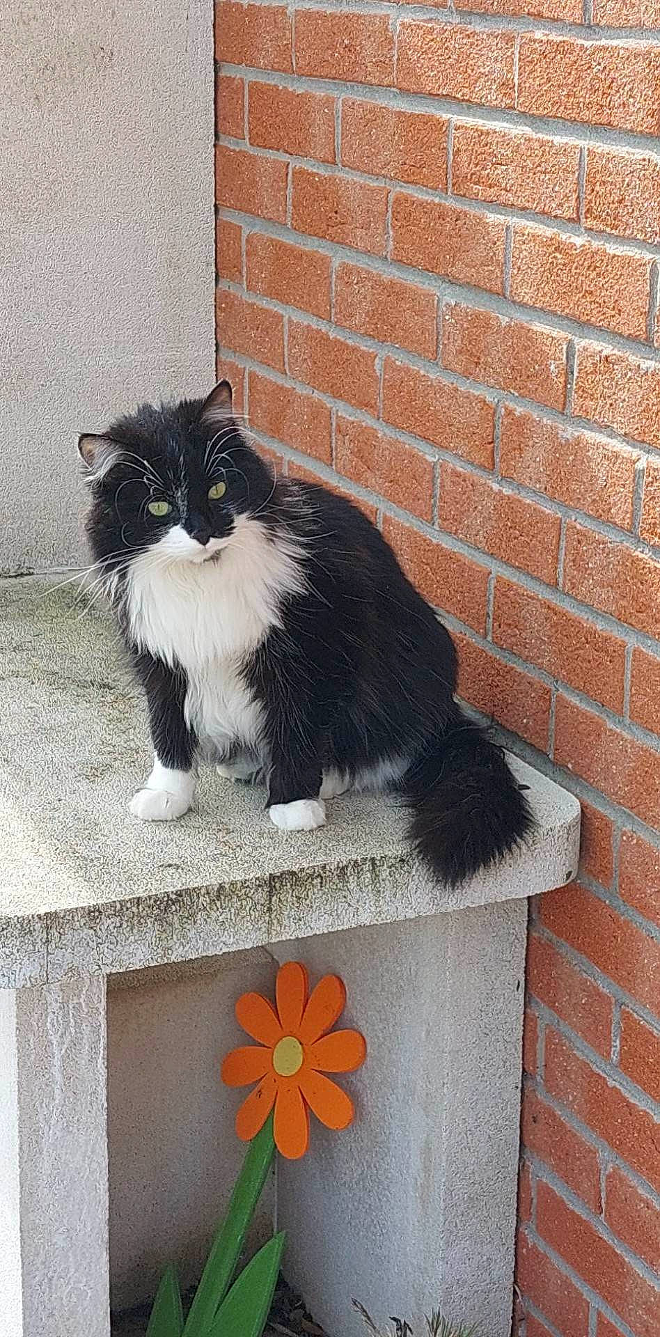 Peluche a rejoint le concours — aidez-le/la à gagner de superbes lots ! brick, brickwork, carnivore, cat, domestic_short_haired_cat, felidae, flower, flowerpot, fur, grey, line, plant, rectangle, sitting, small_to_medium_sized_cats, snout, tail, wall, whiskers, window