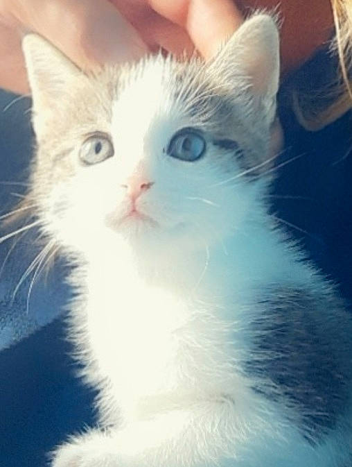 Praline a rejoint le concours — aidez-le/la à gagner de superbes lots ! carnivore, cat, comfort, domestic_short_haired_cat, electric_blue, felidae, fur, iris, small_to_medium_sized_cats, snout, tail, terrestrial_animal, whiskers