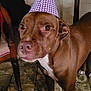 dog, brown_dog, party_hat, indoor, floor, furniture, curious, wide_eyes, polka_dot, hat, pet, canine, domestic_animal, animal, table, chair, cozy, lighting, portrait, close_up