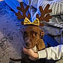 dog, brown_dog, reindeer_antlers, yellow_bow, pet, indoor, carpet, hand, person, couch, blanket, cozy, animal, cute, holiday, costume, looking, sitting, domestic_animal, face