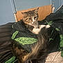 Cleo joined the competition — help win amazing prizes! cat, tabby, blanket, bed, indoor, feline, fur, cozy, resting, sleepy, soft, tail, striped, domestic_animal, comfort, animal, pet, cute, relaxed, warm