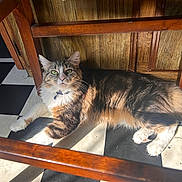 Cleo joined the competition — help win amazing prizes! cat, tabby_cat, white_paws, green_eyes, fur, floor, checkered_floor, wooden_furniture, sunlight, indoor, pet, resting, animal, curious, collar, home, cozy, feline, whiskers, shadow