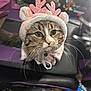 Cleo joined the competition — help win amazing prizes! cat, tabby, pet, animal, costume, pink, hat, reindeer, cute, whiskers, ears, indoor, feline, chair, fur, domestic, mammal, looking, closeup, adorable