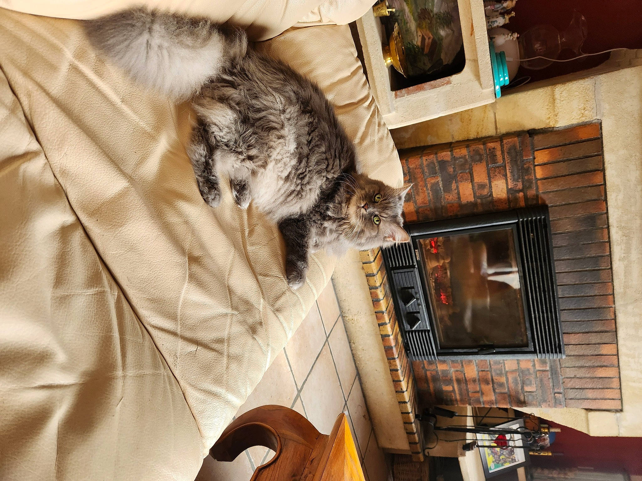 Mucha participe au concours pour gagner de l'argent avec cette photo : building, cat, comfort, domestic_short_haired_cat, felidae, fur, hardwood, house, room, small_to_medium_sized_cats, tail, whiskers, wood