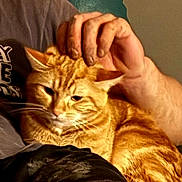 Milly is registered to the contest to win money with this photo: cat, orange_tabby, petting, hand, lap, relaxation, indoor, feline, comfort, closeup, fur, whiskers, person, casual_clothing, resting, cozy, domestic_animal, animal, companionship, warm_light