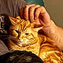 cat, orange_tabby, petting, hand, lap, relaxation, indoor, feline, comfort, closeup, fur, whiskers, person, casual_clothing, resting, cozy, domestic_animal, animal, companionship, warm_light