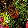 Milly joined the competition — help win amazing prizes! cat, christmas_tree, ornament, pine_needles, greenery, holiday, decorations, curious, pet, animal, face, eyes, festive, indoors, close_up, nature, branch, seasonal, cute, feline