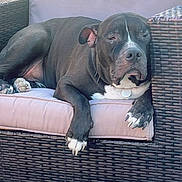 Pitte a rejoint le concours — aidez-le/la à gagner de superbes lots ! dog, black_dog, white_paws, outdoor, sofa, wicker_furniture, cushion, relaxed, pet, animal, sunlight, patio, plant, collar, resting, canine, furniture, backyard, domestic_animal, comfort