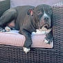 dog, black_dog, white_paws, outdoor, sofa, wicker_furniture, cushion, relaxed, pet, animal, sunlight, patio, plant, collar, resting, canine, furniture, backyard, domestic_animal, comfort