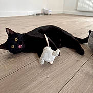 Halo is registered to the contest to win money with this photo: animal, black_cat, cat, cute, domestic_cat, ears, feline, flooring, indoor, lying_down, mouse_toy, pet, playful, plush_toy, soft_light, tail, tongue_out, toy, whiskers, wooden_floor